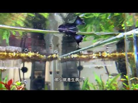 死掉的魚怎麼處理|【魚死了怎麼處理】養魚人的心碎時刻！小魚仙逝後的善後指南